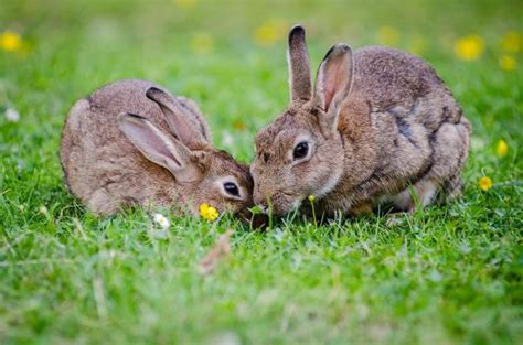 como se reproducen los conejos|que comen los conejos domesticos.